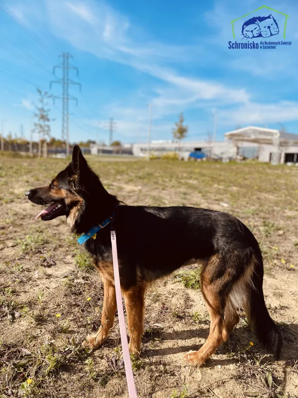Pies do adopcji, Szczecin, 21 sierpnia 2024 (3/3)