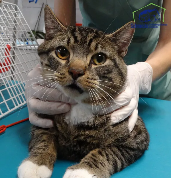 Znaleziono kota, Szczecin, 7 grudnia 2024 (2/2)