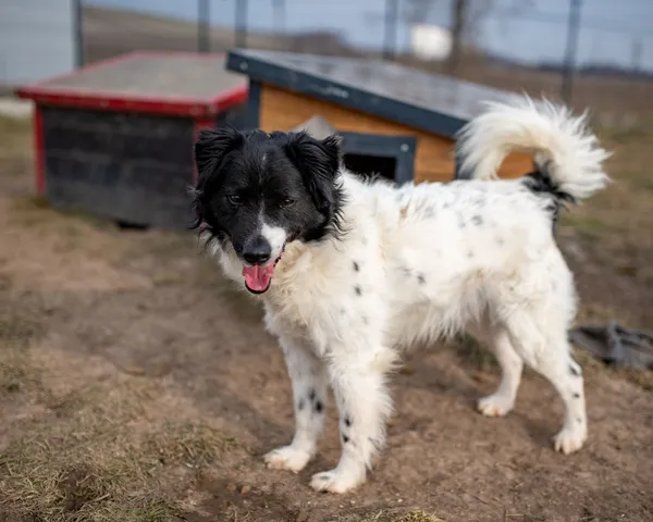 Pies do adopcji, Racławice, 9 grudnia 2024 (4/5)