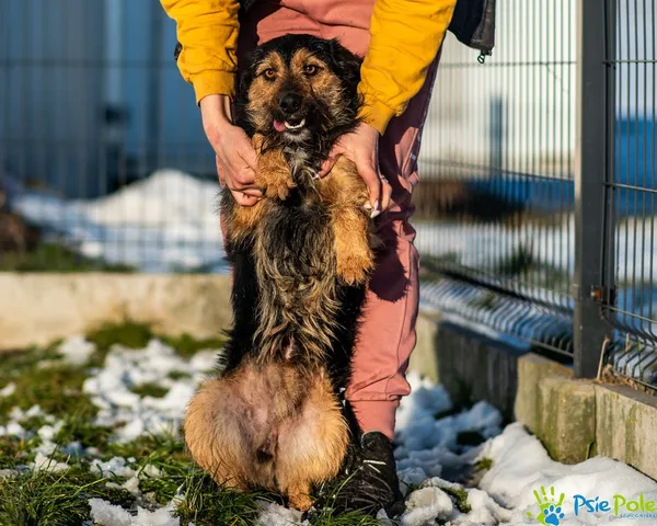 Pies do adopcji, Racławice, 9 grudnia 2024 (4/5)