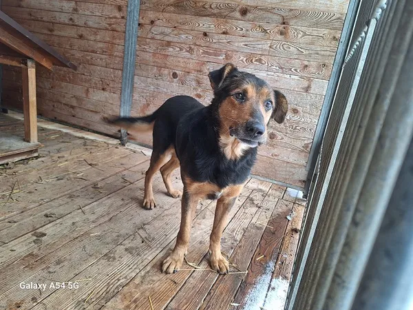 Pies do adopcji, Orzechowce, 11 grudnia 2024 (1/3)