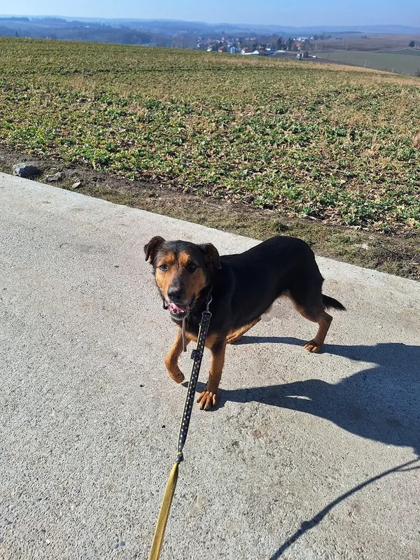 Pies do adopcji, Orzechowce, 11 grudnia 2024 (3/3)