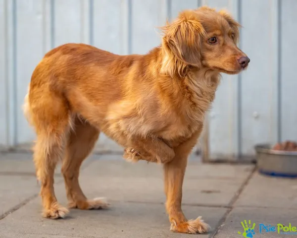 Znaleziono psa, Racławice, 11 grudnia 2024 (2/5)