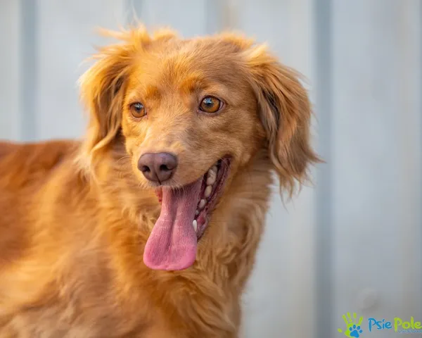 Znaleziono psa, Racławice, 11 grudnia 2024 (1/5)