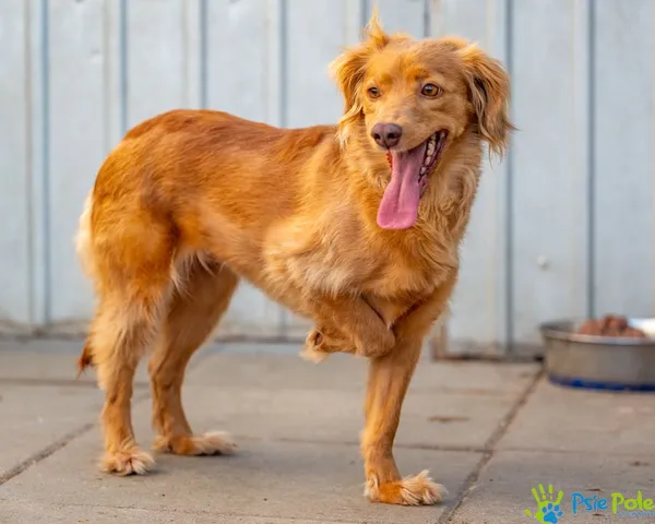 Znaleziono psa, Racławice, 11 grudnia 2024 (5/5)