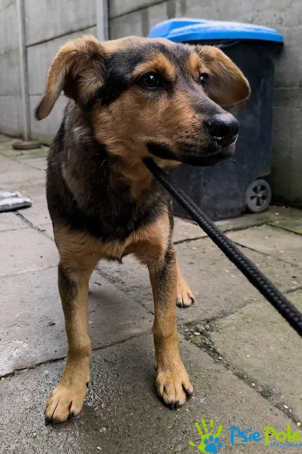 Znaleziono psa, Racławice, 11 grudnia 2024 (2/5)