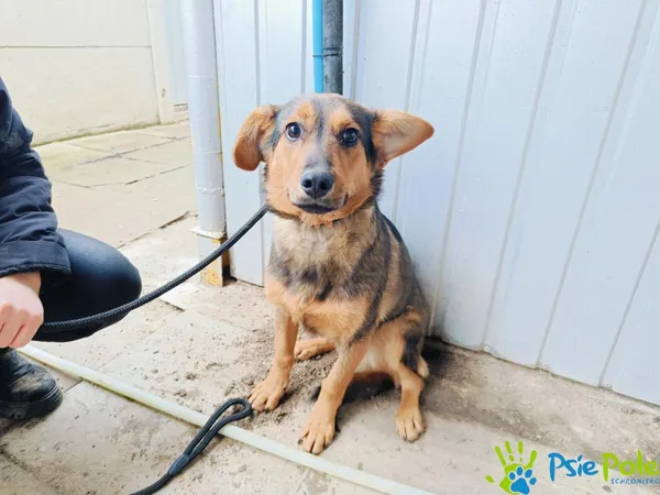 Znaleziono psa, Racławice, 11 grudnia 2024 (3/5)