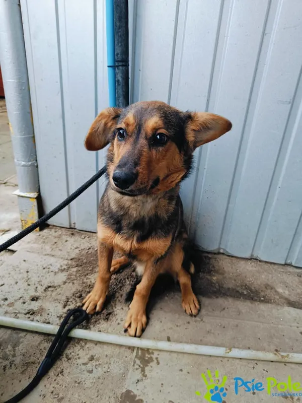 Znaleziono psa, Racławice, 11 grudnia 2024 (4/5)