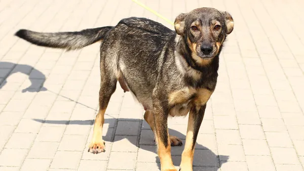 Pies do adopcji, Tatary, 18 czerwca 2019