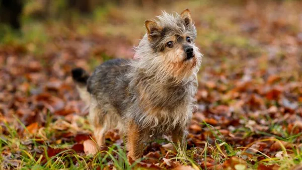 Pies do adopcji, Elbląg, 15 listopada 2024 (1/5)