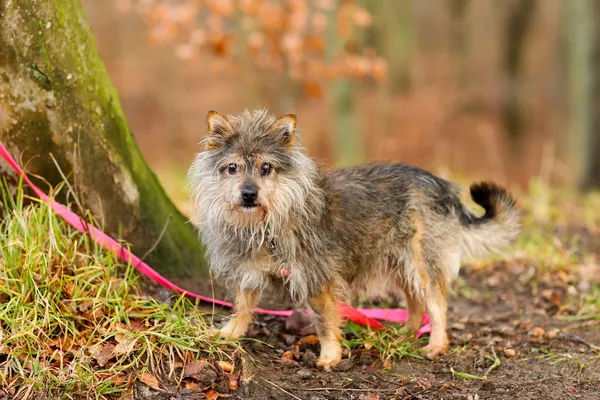 Pies do adopcji, Elbląg, 15 listopada 2024 (2/5)