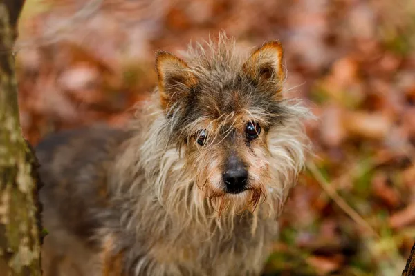 Pies do adopcji, Elbląg, 15 listopada 2024 (3/5)