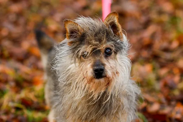 Pies do adopcji, Elbląg, 15 listopada 2024 (4/5)