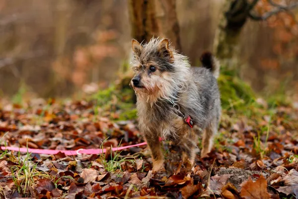 Pies do adopcji, Elbląg, 15 listopada 2024 (5/5)