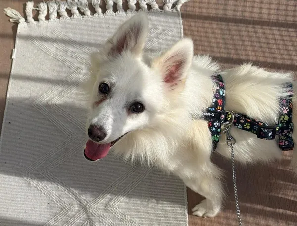 Pies do adopcji, Głowno, 5 września 2024 (1/5)