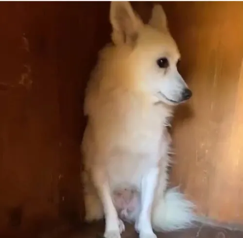 Pies do adopcji, Głowno, 5 września 2024 (4/5)