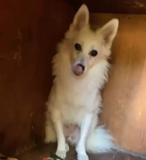 Pies do adopcji, Głowno, 5 września 2024 (5/5)