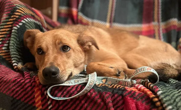 Pies do adopcji, Głowno, 27 sierpnia 2024 (1/5)