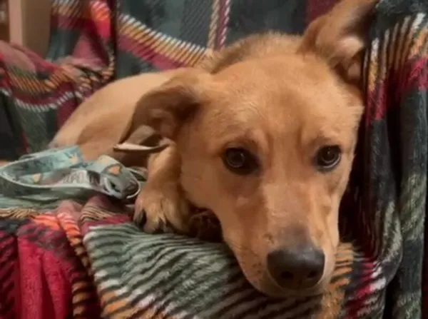 Pies do adopcji, Głowno, 27 sierpnia 2024 (3/5)