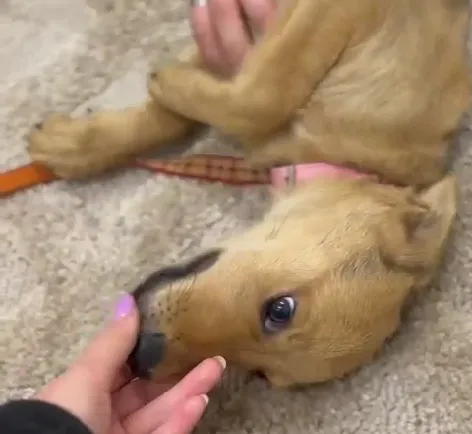 Pies do adopcji, Głowno, 27 sierpnia 2024 (5/5)