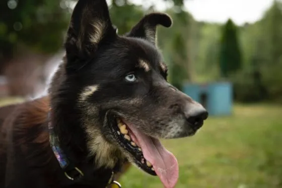 Pies do adopcji, Głowno, 17 lipca 2024 (2/5)