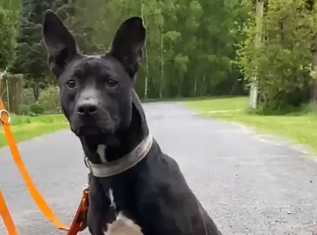 Pies do adopcji, Głowno, 10 lipca 2024 (2/2)