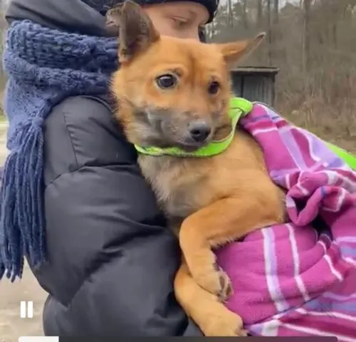 Pies do adopcji, Głowno, 10 lipca 2024 (4/5)