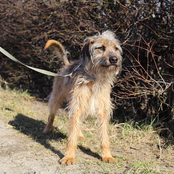 Pies do adopcji, Starogard Gdański, 26 marca 2024