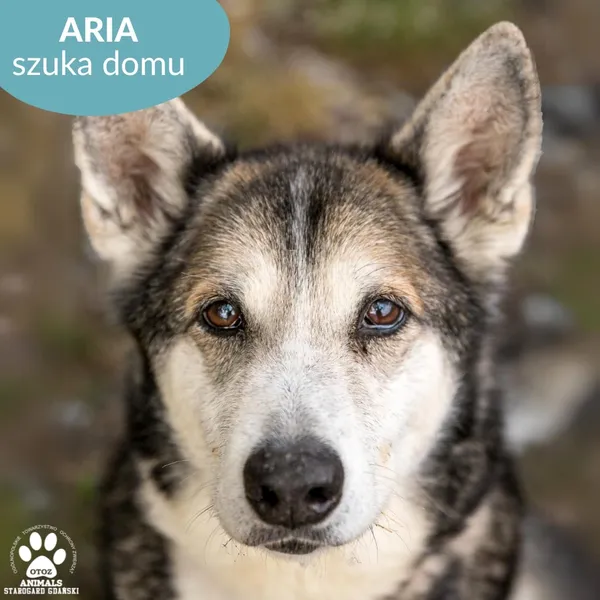 Pies do adopcji, Starogard Gdański, 26 marca 2024 (1/4)