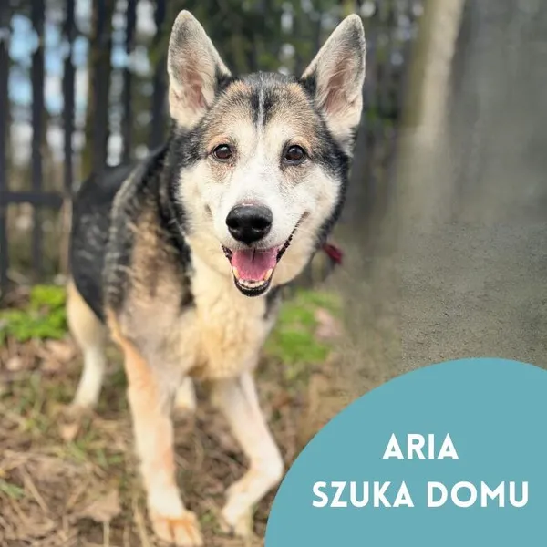 Pies do adopcji, Starogard Gdański, 26 marca 2024 (2/4)