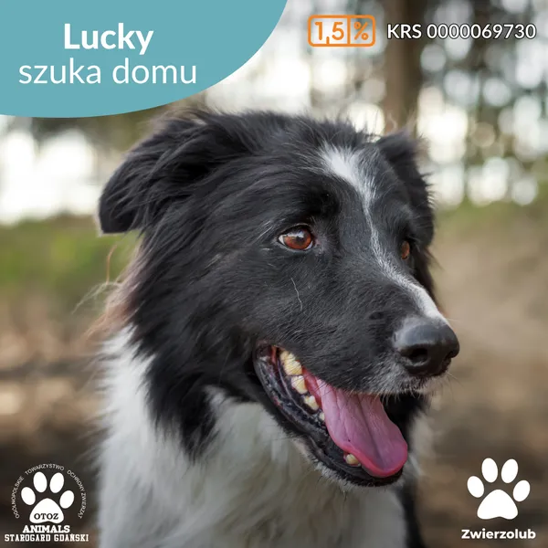 Pies do adopcji, Starogard Gdański, 20 marca 2024 (1/4)