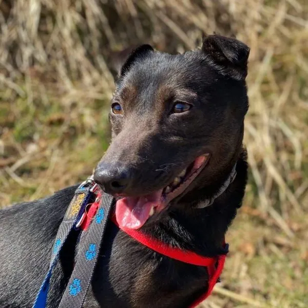 Pies do adopcji, Starogard Gdański, 20 marca 2024 (1/4)