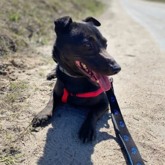 Pies do adopcji, Starogard Gdański, 20 marca 2024 (2/4)