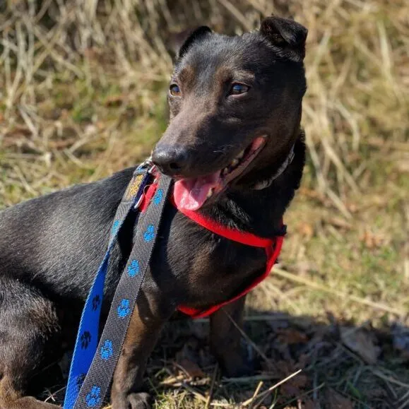 Pies do adopcji, Starogard Gdański, 20 marca 2024 (3/4)