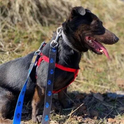 Pies do adopcji, Starogard Gdański, 20 marca 2024 (4/4)