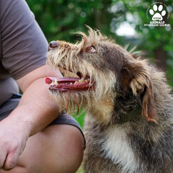 Pies do adopcji, Starogard Gdański, 20 marca 2024 (4/4)