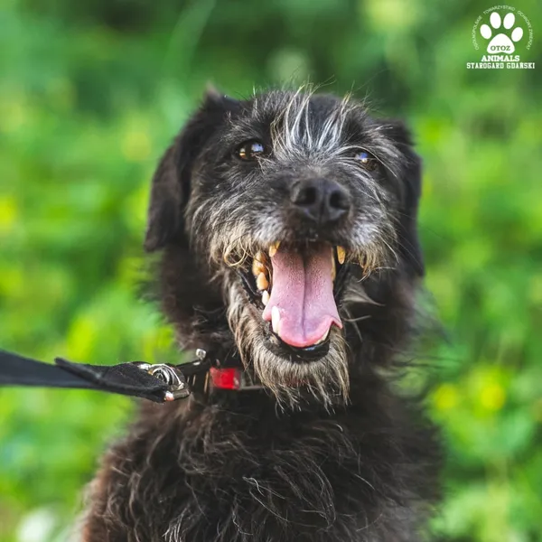 Pies do adopcji, Starogard Gdański, 20 marca 2024 (1/4)