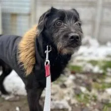 Pies do adopcji, Starogard Gdański, 20 marca 2024 (3/4)