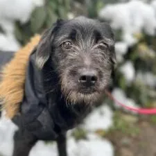 Pies do adopcji, Starogard Gdański, 20 marca 2024 (4/4)