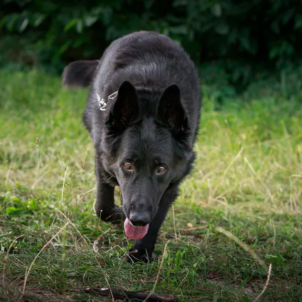 Pies do adopcji, Starogard Gdański, 30 sierpnia 2024 (2/4)