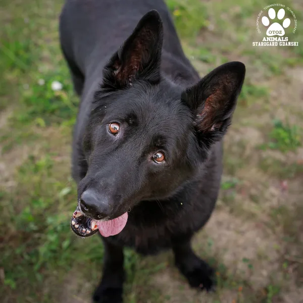 Pies do adopcji, Starogard Gdański, 30 sierpnia 2024 (3/4)
