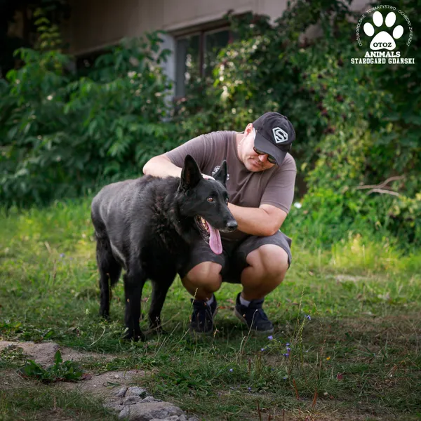 Pies do adopcji, Starogard Gdański, 30 sierpnia 2024 (4/4)