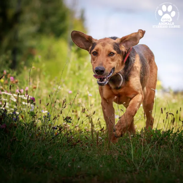 Pies do adopcji, Starogard Gdański, 20 marca 2024 (4/4)