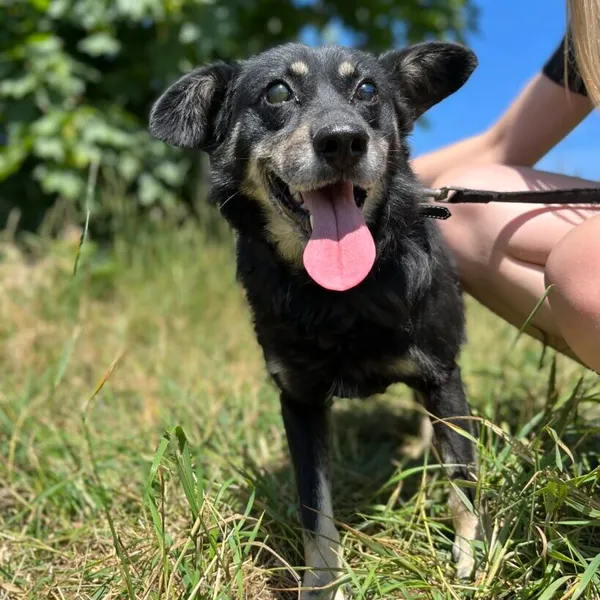 Pies do adopcji, Starogard Gdański, 20 marca 2024 (1/2)