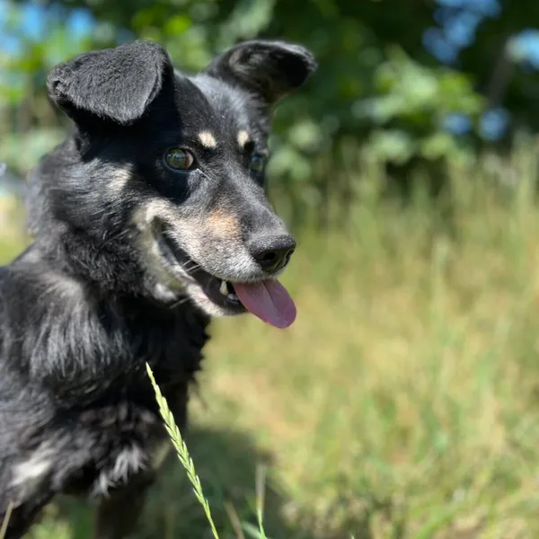 Pies do adopcji, Starogard Gdański, 20 marca 2024 (2/2)