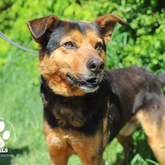 Pies do adopcji, Starogard Gdański, 20 marca 2024 (1/2)
