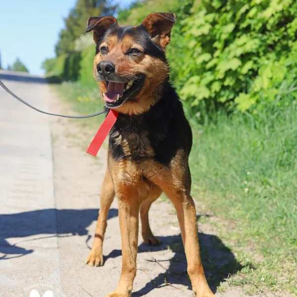 Pies do adopcji, Starogard Gdański, 20 marca 2024 (2/2)