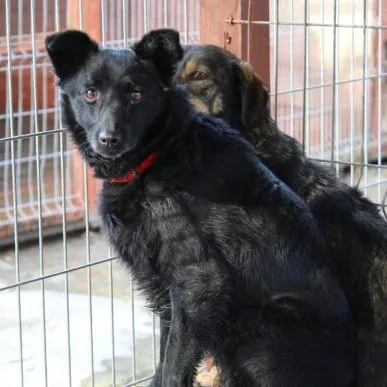 Pies do adopcji, Starogard Gdański, 20 marca 2024 (2/4)