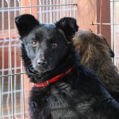 Pies do adopcji, Starogard Gdański, 20 marca 2024 (3/4)