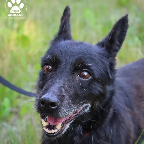 Pies do adopcji, Starogard Gdański, 20 marca 2024 (2/4)